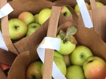 apples for sale at orchard spooner wisconsin sold from cabin shed