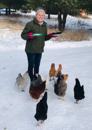 feeding chickens in spooner wisconsin eggs for sale from cabin shed