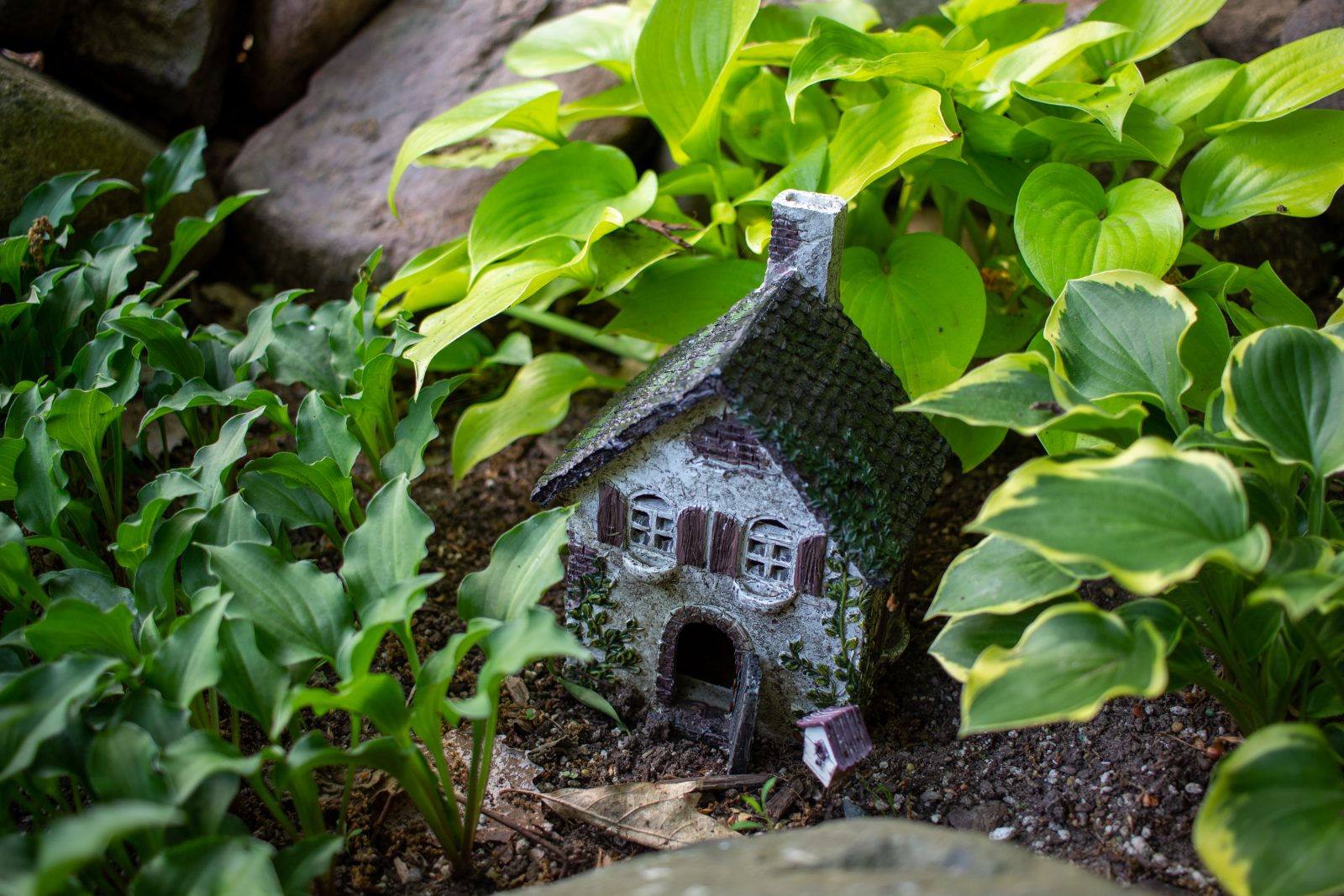 hostas in she shed garden in wisconsin