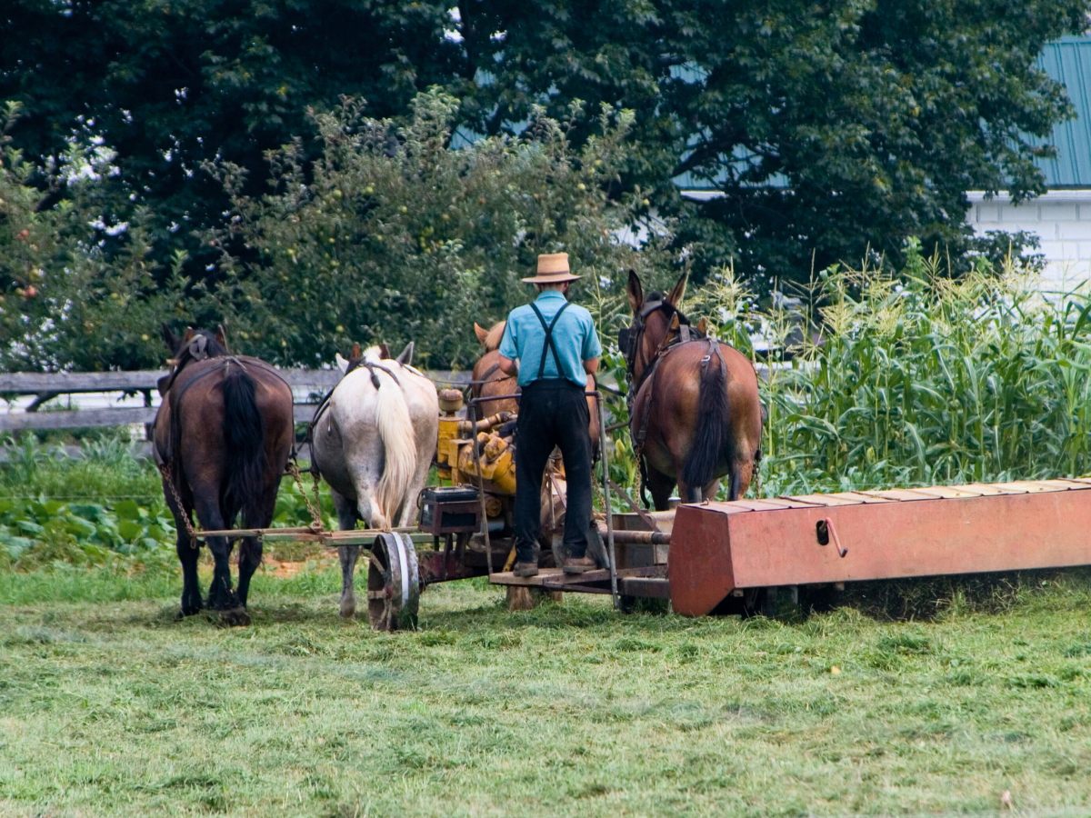 about amish built sheds